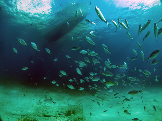 A school of fish underneath a dive boat in Malta