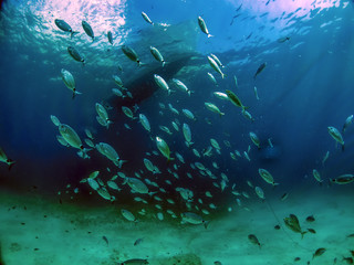 Fototapeta na wymiar A school of fish underneath a dive boat in Malta