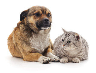 The gray cat and puppy.