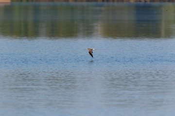 Common Greenshank (Tringa nebularia)