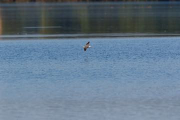 Common Greenshank (Tringa nebularia)