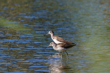 Common Greenshank (Tringa nebularia)