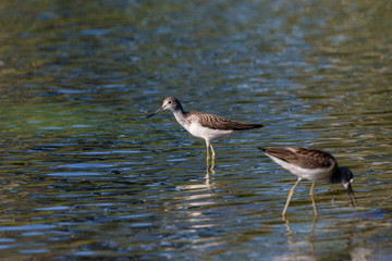 Common Greenshank (Tringa nebularia)