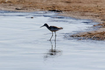 Common Greenshank (Tringa nebularia)