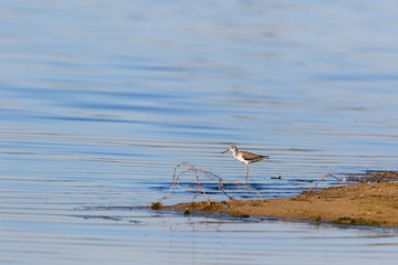 Common Greenshank (Tringa nebularia)