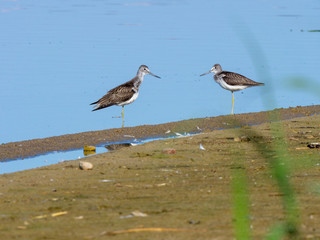 Common Greenshank (Tringa nebularia)