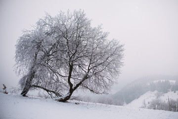 close up on froze  tree in the mountain, winter background