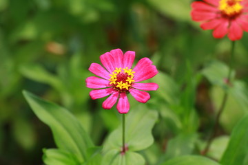 Fototapeta premium pink flower in garden