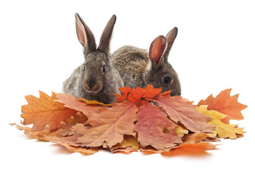 Rabbits and autumn leaves.