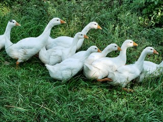 Polonne / Ukraine - 21 September 2018: geese walking on the green shore