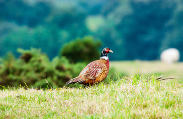 Male pheasant [phasianus colchicus]