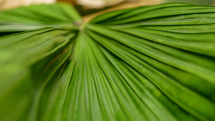 geometric shapes formed by the foldings on a palm leaf