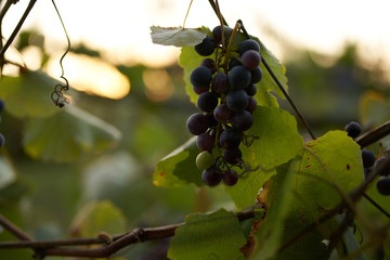 a handful of grapes on a branch close up summer