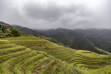 Terraces rice