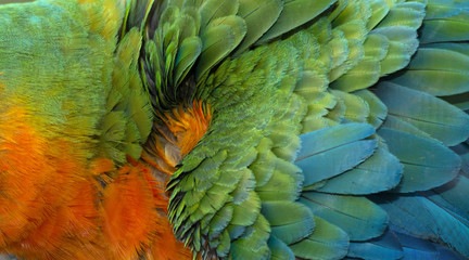 Obraz premium Close up Colorful of Catalina Macaw ( Hybrid between Scarlet Macaw and Blue and Yellow Macaw) bird's feathers with red yellow orange and blue shades, exotic nature background and texture