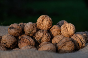 Walnuss-Ernte