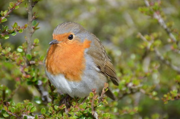 Robin