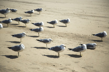 Seagulls on the sand