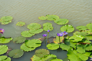 Purple and Pink lotus flower in nature it is beautiful.