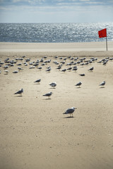 Seagulls on the sand