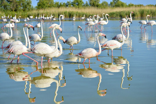 Group of flamingos (Phoenicopterus ruber) walking in water with big reflection, in the Camargue is a natural region located south of Arles, France