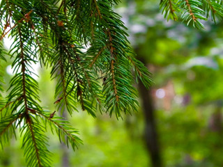 Fototapeta na wymiar Close up of spruce branch.