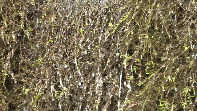 Slow motion of falling water of a waterfall and moss of the genus Andreaea (Andreaea petrophila) in the rocks of the Cherek-Balkar gorge Jurassic depression in the mountains of the North Caucasus