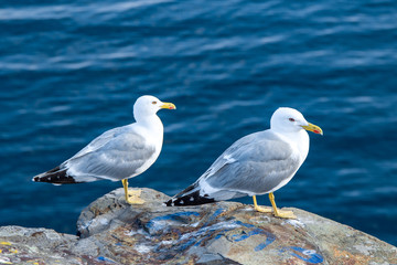 A couple of seagull on a rock by the clean blue sea, macro