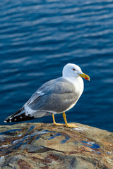 One seagull on a rock by the clean blue sea, macro