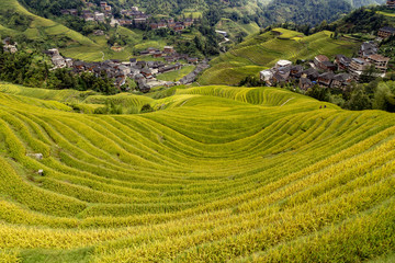 Terraces rice china