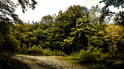 Fototapeta na wymiar Road in forest, Polish nature.