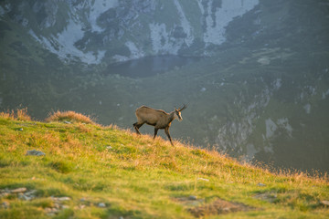 A beautiful, curious wild chamois grazing on the slopes of Tatra mountains. Wild animal in mountain landscape. Tatry, Slovakia in summer.