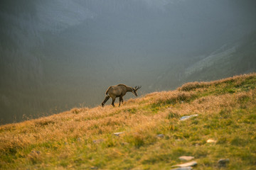 A beautiful, curious wild chamois grazing on the slopes of Tatra mountains. Wild animal in mountain landscape. Tatry, Slovakia in summer.