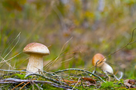 small boletus mushrooms in forest