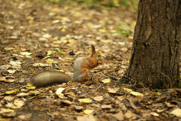 red squirrel sitting under a tree on an autumn lawn and eating something