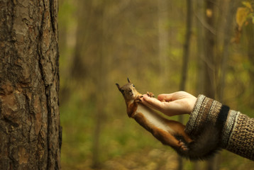 red squirrel with a surprised facial expression hanging on a female hand in a park..