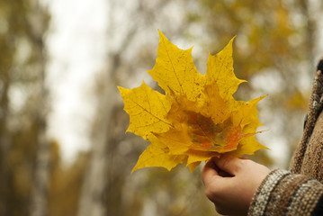 yellow autumn bouquet of fallen maple leaves in the hand of a girl in the park, closeup
