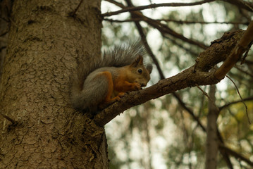 Obraz premium red eurasian squirrel sits on a spruce branch in the autumn forest and eats