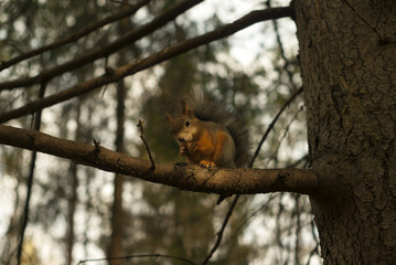 red eurasian squirrel sits on a spruce branch in the autumn forest and eats