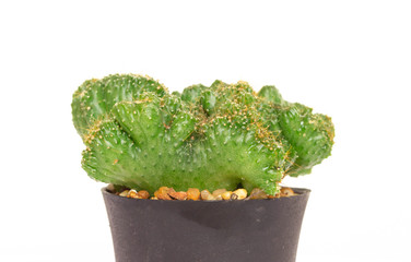 beautiful mini cactus isolated on white background