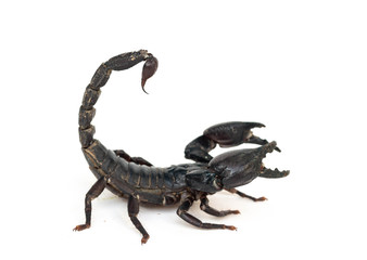 Black scorpion isolated on white background