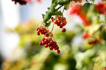 Branches of viburnum (Ukrainian Kalina) berries with its leaves on the tree as medicinal and edible plant