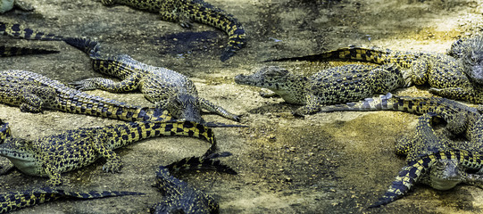 Cuban crocodile (Crocodylus Rhombifer) is a small species of crocodile endemic to Cuba - Peninsula de Zapata National Park / Zapata Swamp, Cuba