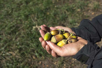 Eicheln in der Hand