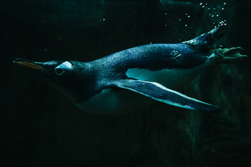 black penguins swim under cold water amid the arctic ice