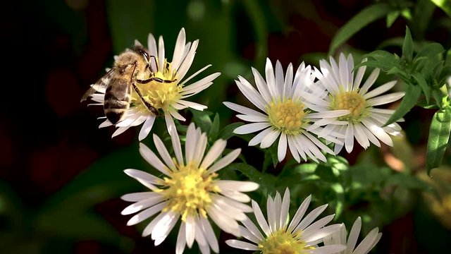 bee on flowers collecting pollen macro closeup