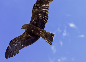 Flying black kite (Milvus migrans) 