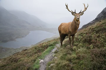 Photo sur Plexiglas Gris Image paysage spectaculaire du lac red deer stag aboe dans un paysage montagneux en automne