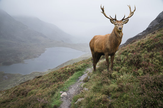 Fototapeta Dramatic landscape image of red deer stag aboe lake in mountainous landscape in Autumn