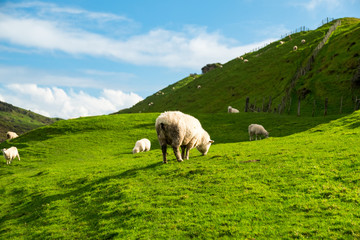 A flock of sheep grazing on the green farm. Fresh sunny with a warm light day.